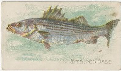 39 Striped Bass